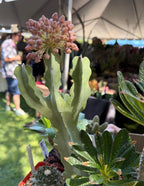 Caralluma Live Succulent Plant | Rare Easy-Care Flowering Succulent | 6 Inch Plant