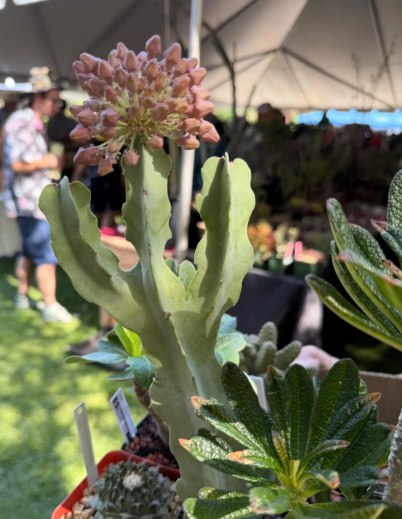 Caralluma Live Succulent Plant | Rare Easy-Care Flowering Succulent | 6 Inch Plant
