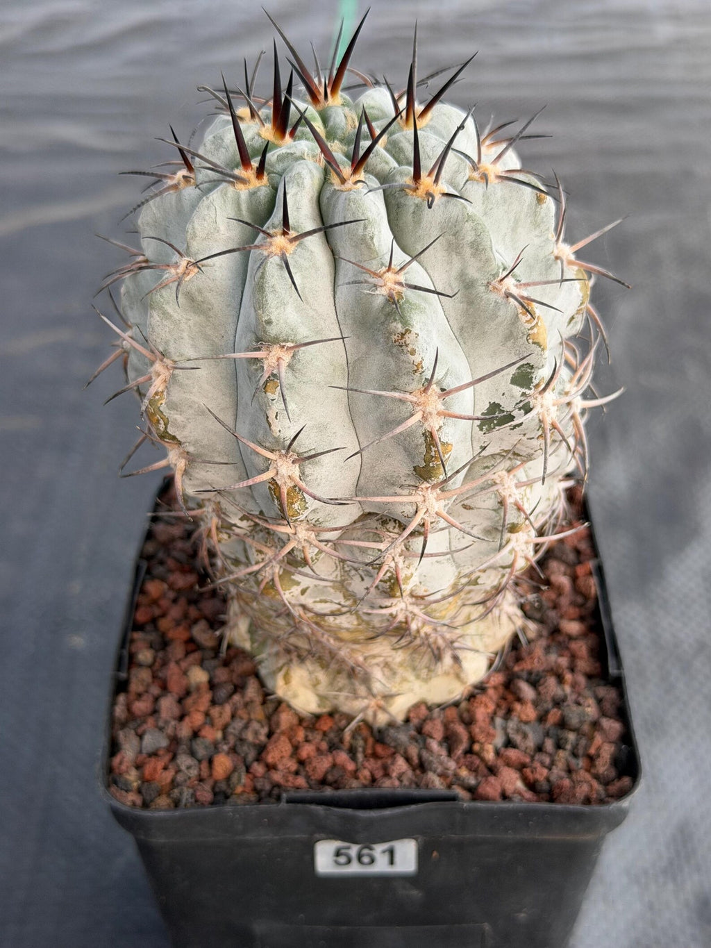 Acanthocalycium Glaucum Crested Cactus | Rare Grafted Specimen #561