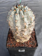 Acanthocalycium Glaucum Crested Cactus | Rare Grafted Specimen #561
