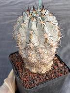 Acanthocalycium Glaucum Crested Cactus | Rare Grafted Specimen #561