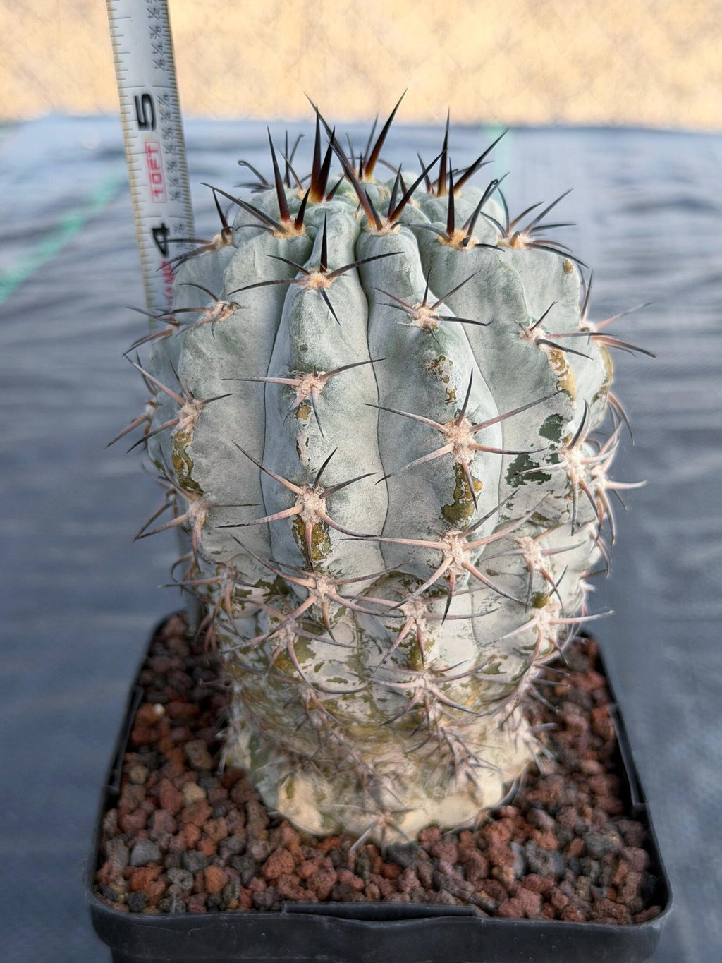 Acanthocalycium Glaucum Crested Cactus | Rare Grafted Specimen #561