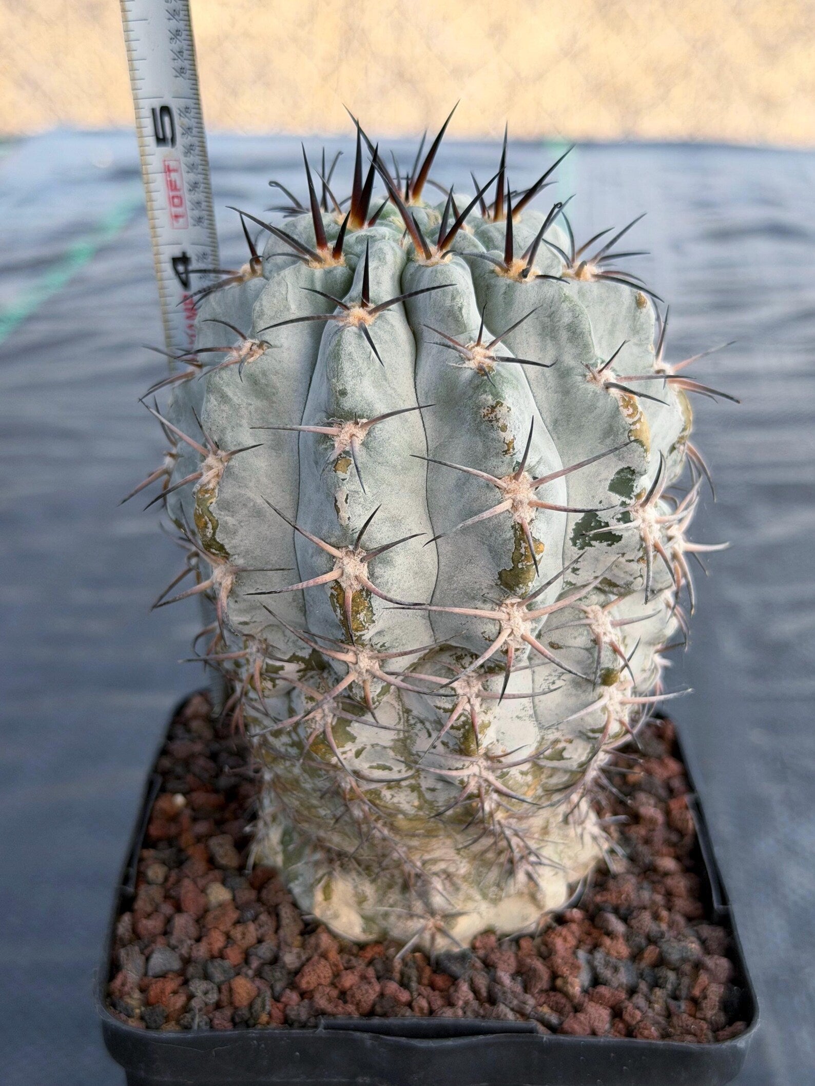 Acanthocalycium Glaucum Crested Cactus | Rare Grafted Specimen #561