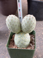 Tephrocactus Geometricus 2 Segment Live Cactus