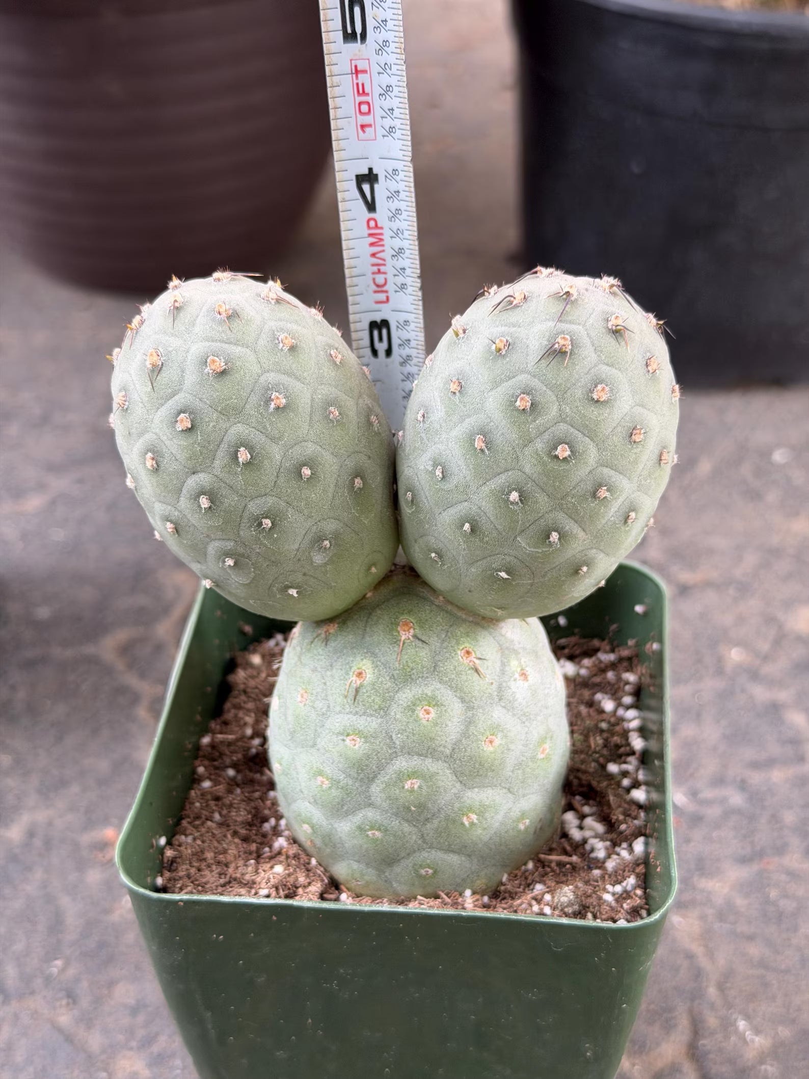 Tephrocactus Geometricus 2 Segment Live Cactus