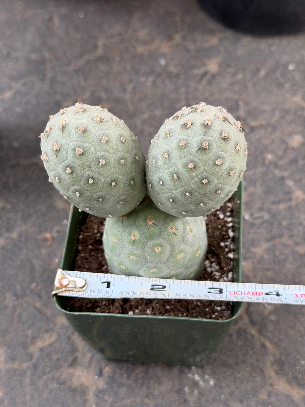 Tephrocactus Geometricus 2 Segment Live Cactus