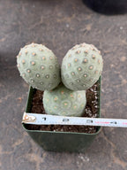 Tephrocactus Geometricus 2 Segment Live Cactus
