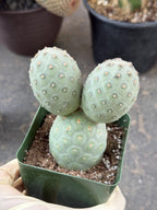 Tephrocactus Geometricus 2 Segment Live Cactus