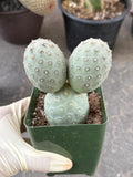 Tephrocactus Geometricus 2 Segment Live Cactus