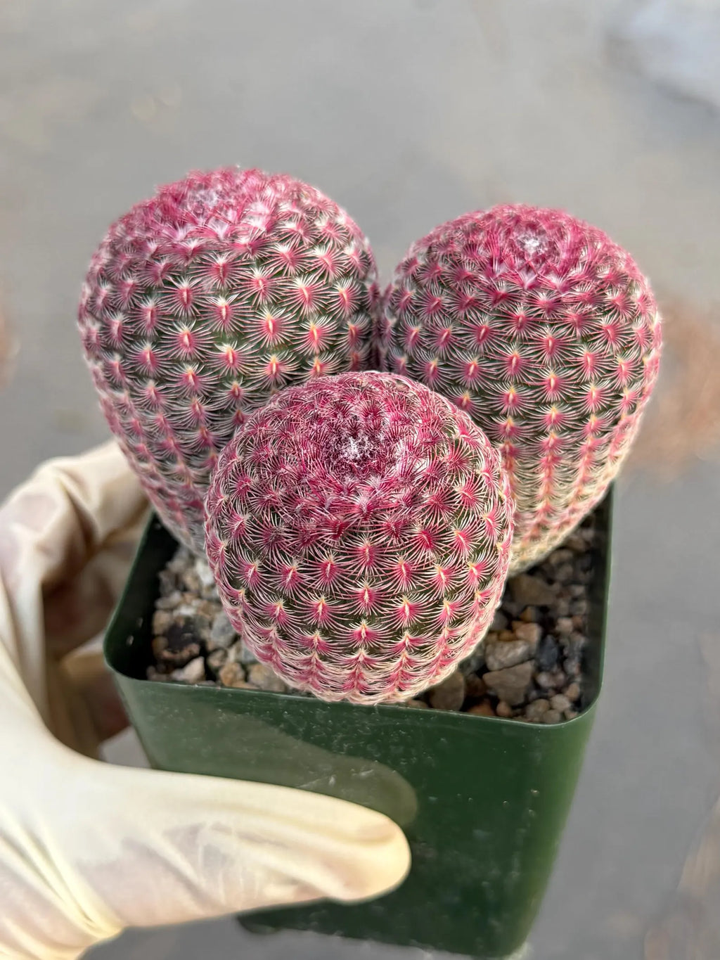 Rainbow Cactus Cluster | Seed Grown 3-Head Live Cactus
