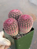 Rainbow Cactus Cluster | Seed Grown 3-Head Live Cactus