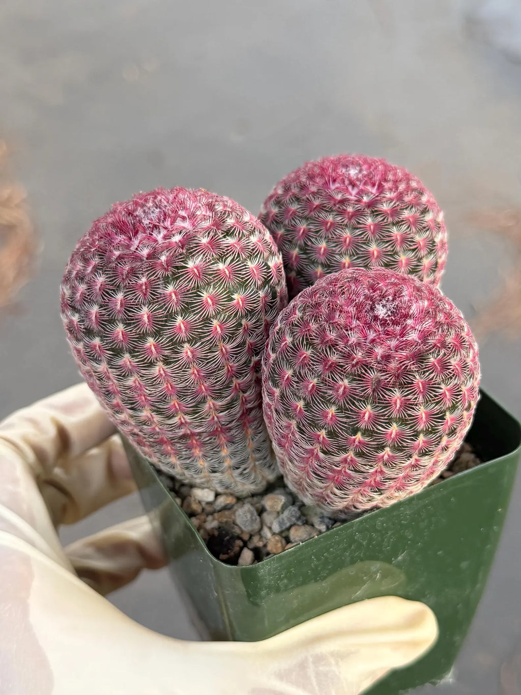 Rainbow Cactus Cluster | Seed Grown 3-Head Live Cactus