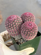 Rainbow Cactus Cluster | Seed Grown 3-Head Live Cactus
