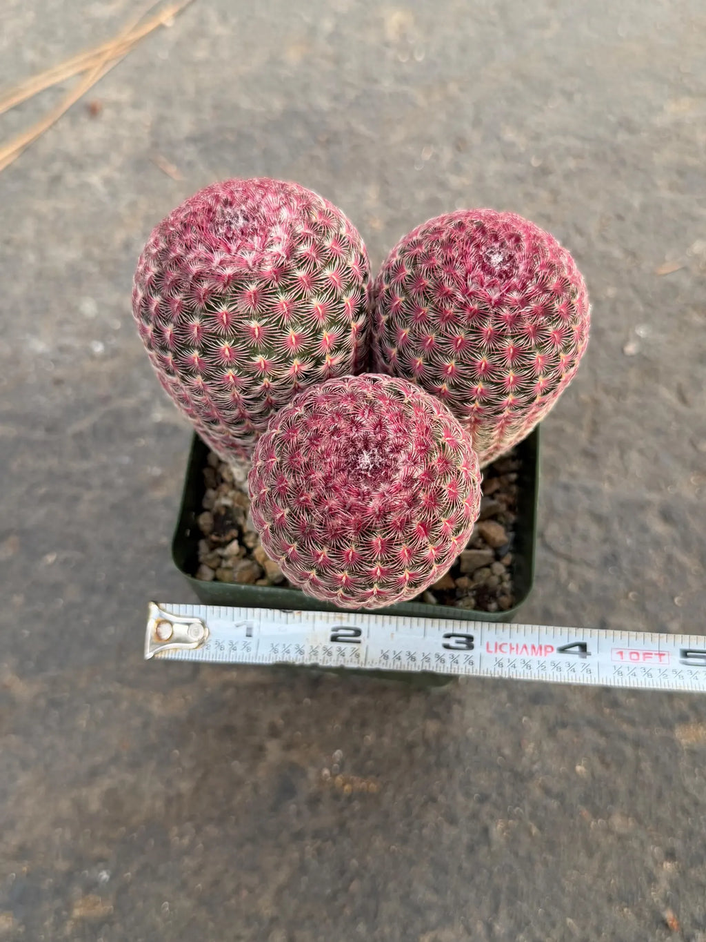Rainbow Cactus Cluster | Seed Grown 3-Head Live Cactus