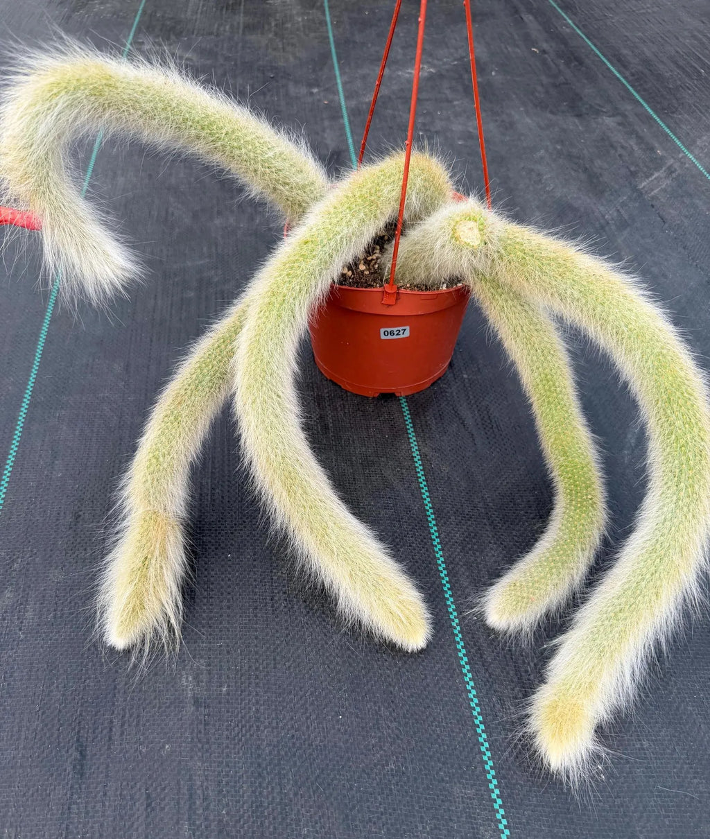 Hairy Monkey Tail Cactus #627 | Fuzzy White Live Cactus