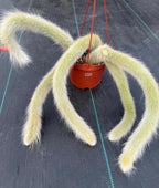 Hairy Monkey Tail Cactus #627 | Fuzzy White Live Cactus