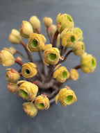 Aeonium Blushing Beauty | Old Bonsai Trunk | Rare Live Plant
