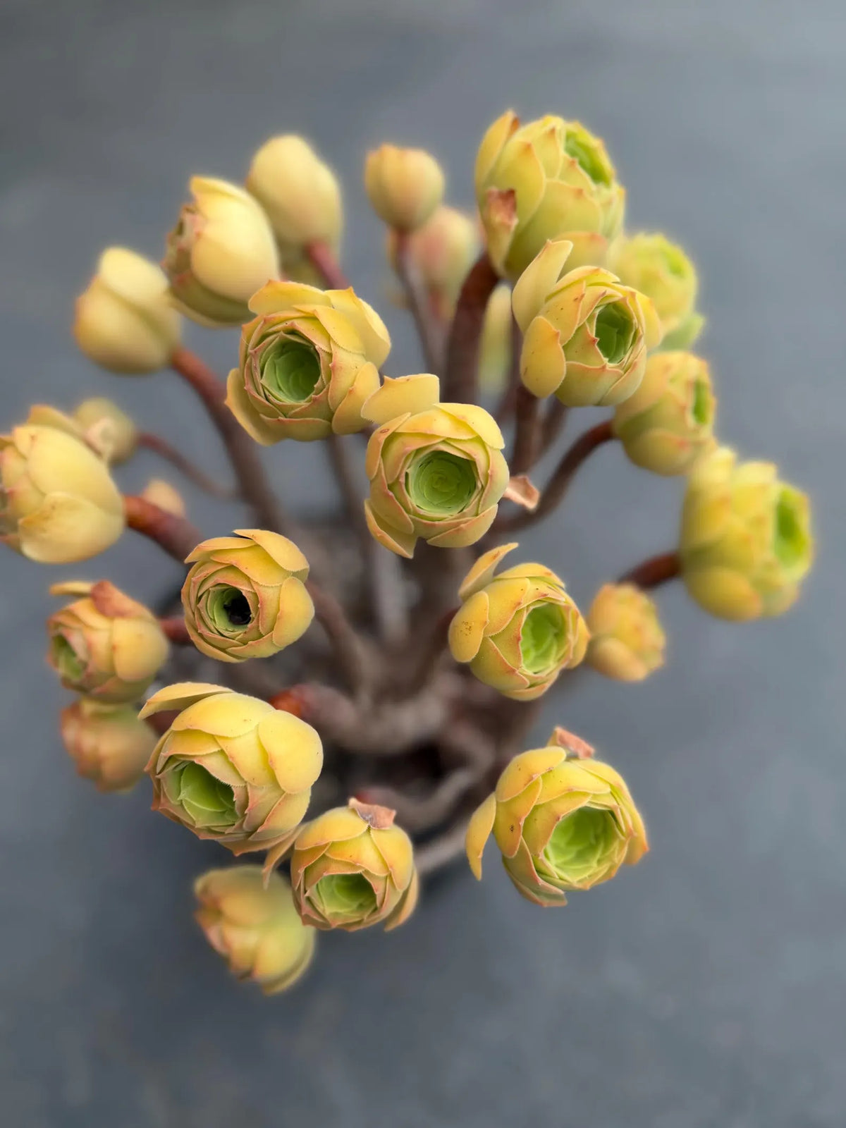 Aeonium Blushing Beauty | Old Bonsai Trunk | Rare Live Plant