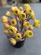Aeonium Blushing Beauty | Old Bonsai Trunk | Rare Live Plant