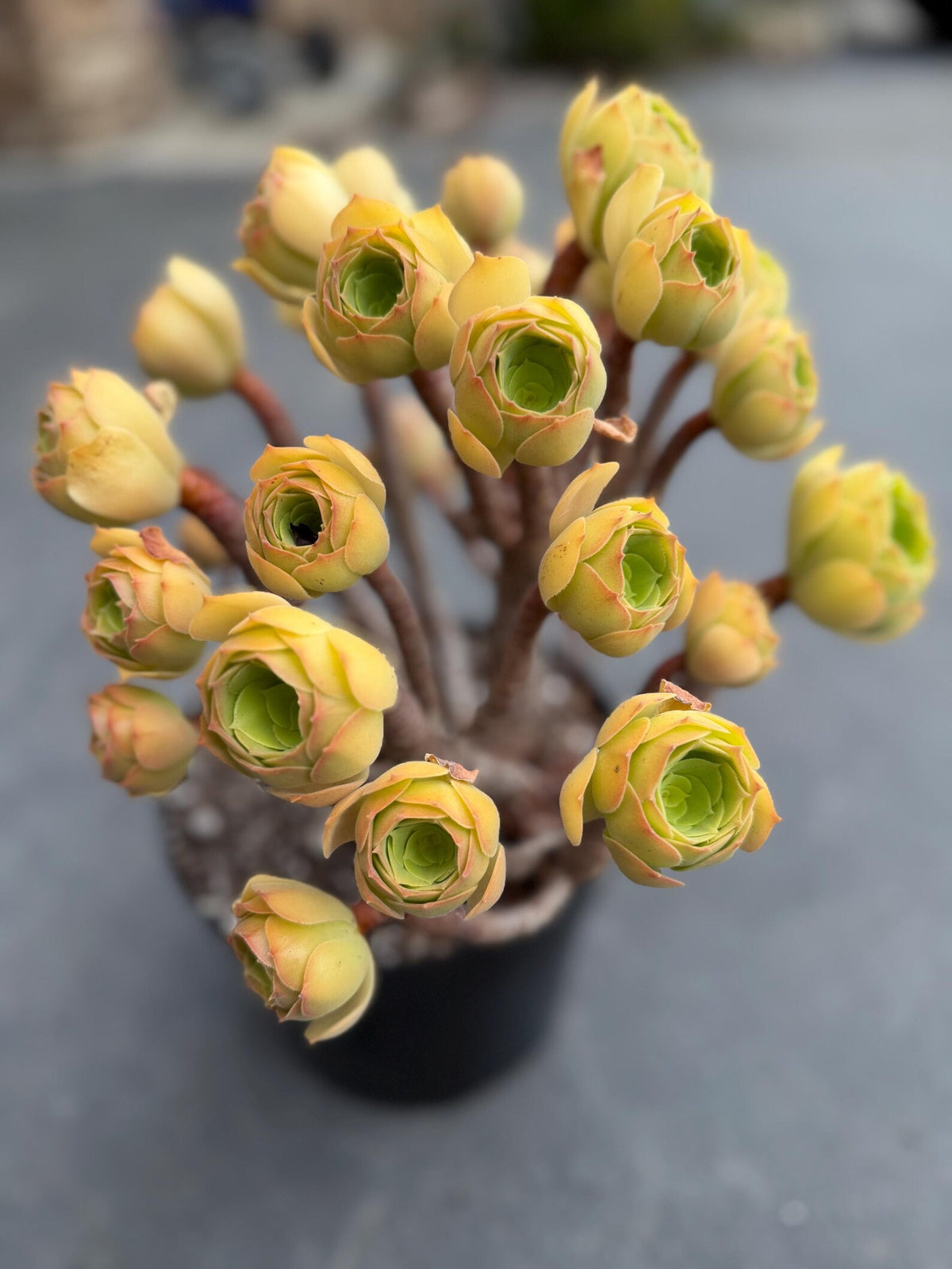 Aeonium Blushing Beauty | Old Bonsai Trunk | Rare Live Plant