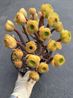 Aeonium Blushing Beauty | Old Bonsai Trunk | Rare Live Plant
