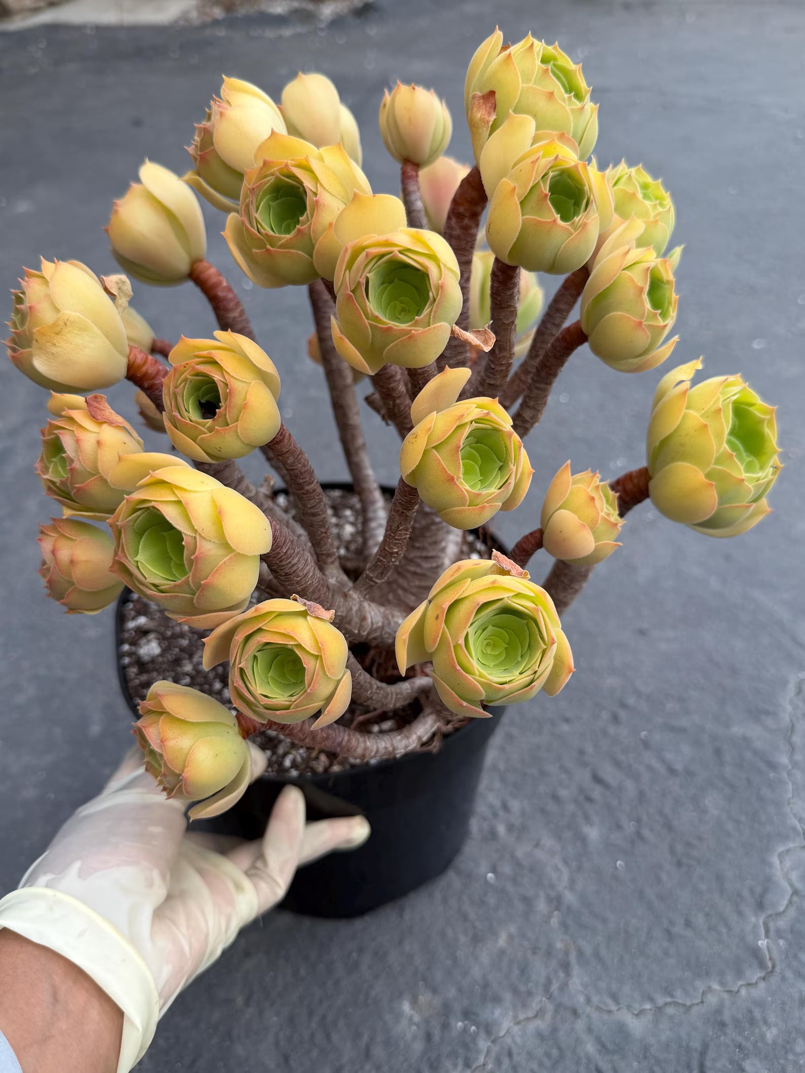 Aeonium Blushing Beauty | Old Bonsai Trunk | Rare Live Plant