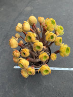 Aeonium Blushing Beauty | Old Bonsai Trunk | Rare Live Plant