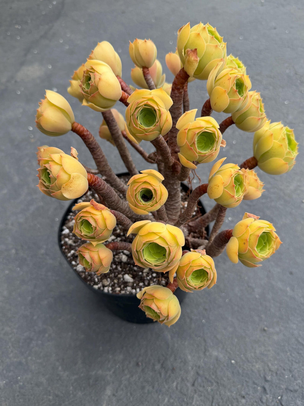 Aeonium Blushing Beauty | Old Bonsai Trunk | Rare Live Plant