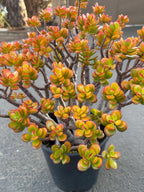 Crassula Jade Old Bonsai Trunk Live Plant