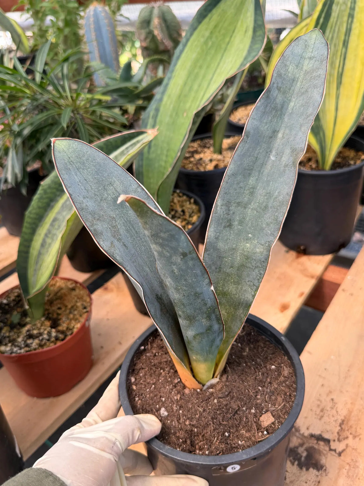 Sansevieria Humiflora Dark Form Easy Care Houseplant #5
