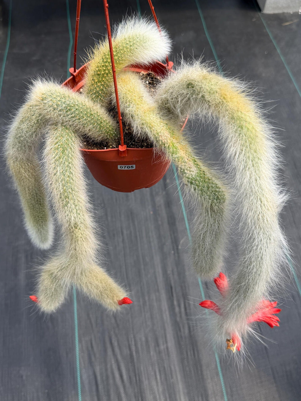 Hairy Monkey Tail Cactus #705 | Fuzzy White Live Cactus