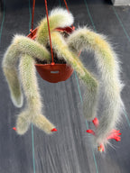 Hairy Monkey Tail Cactus #705 | Fuzzy White Live Cactus