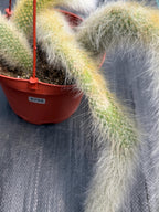 Hairy Monkey Tail Cactus #705 | Fuzzy White Live Cactus