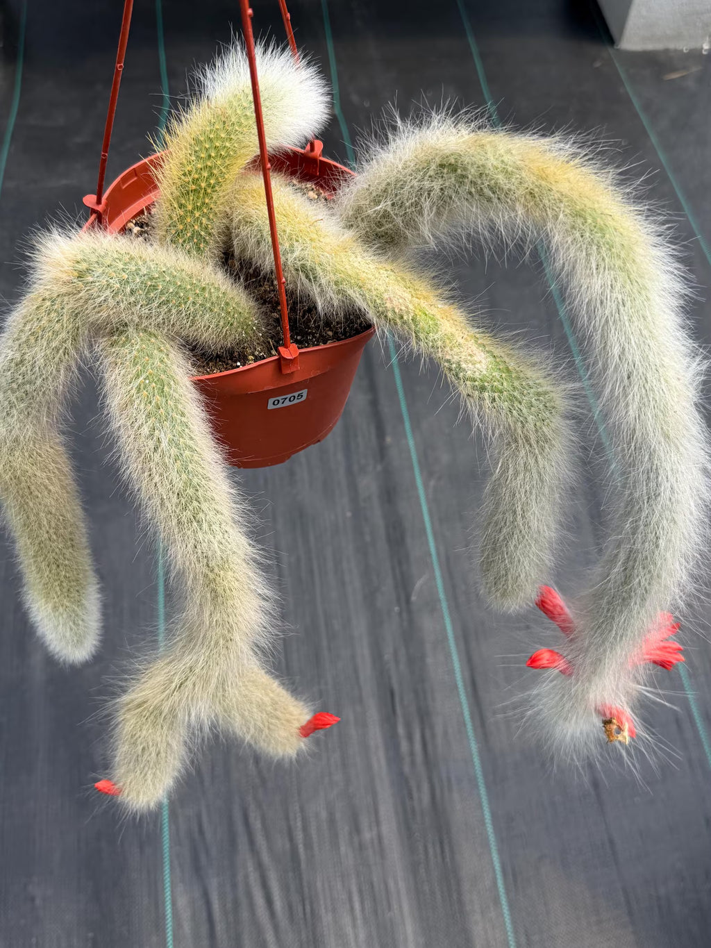 Hairy Monkey Tail Cactus #705 | Fuzzy White Live Cactus