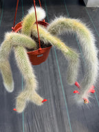 Hairy Monkey Tail Cactus #705 | Fuzzy White Live Cactus