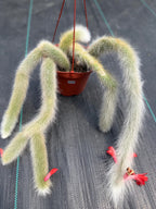 Hairy Monkey Tail Cactus #705 | Fuzzy White Live Cactus