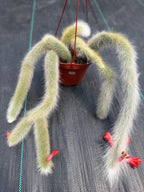 Hairy Monkey Tail Cactus #705 | Fuzzy White Live Cactus