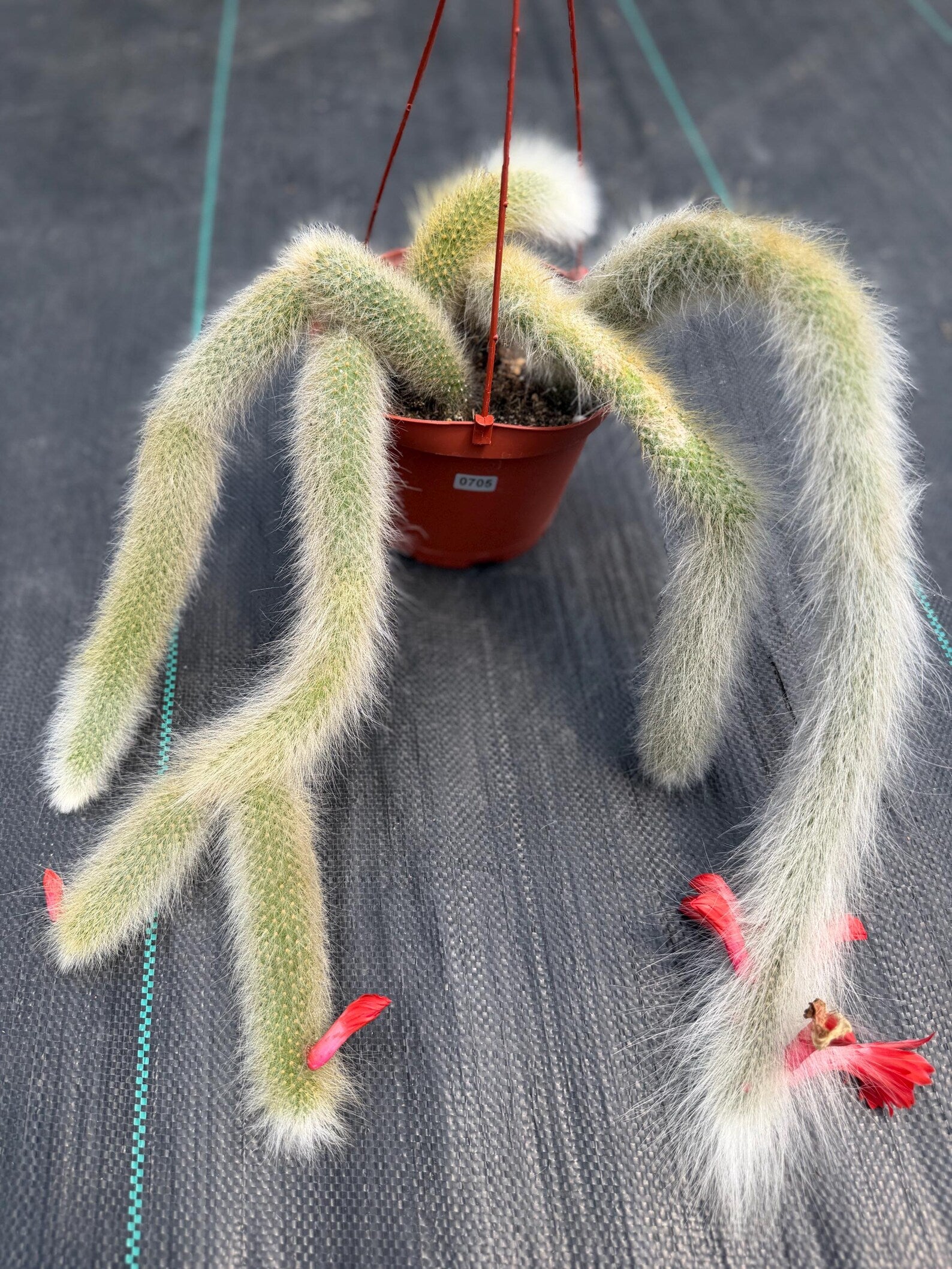 Hairy Monkey Tail Cactus #705 | Fuzzy White Live Cactus