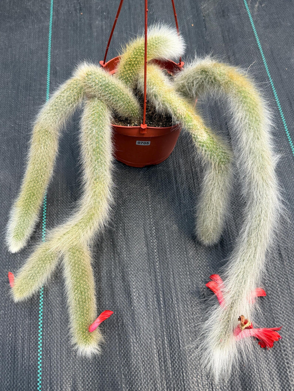 Hairy Monkey Tail Cactus #705 | Fuzzy White Live Cactus