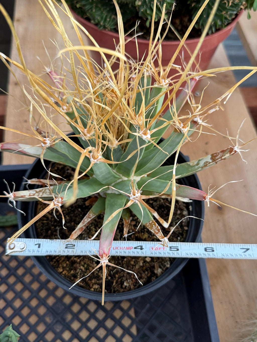 Leuchtenbergia Principis Seed Grown Rare Cactus #755