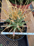 Leuchtenbergia Principis Seed Grown Rare Cactus #755
