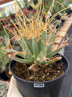 Leuchtenbergia Principis Seed Grown Rare Cactus #755