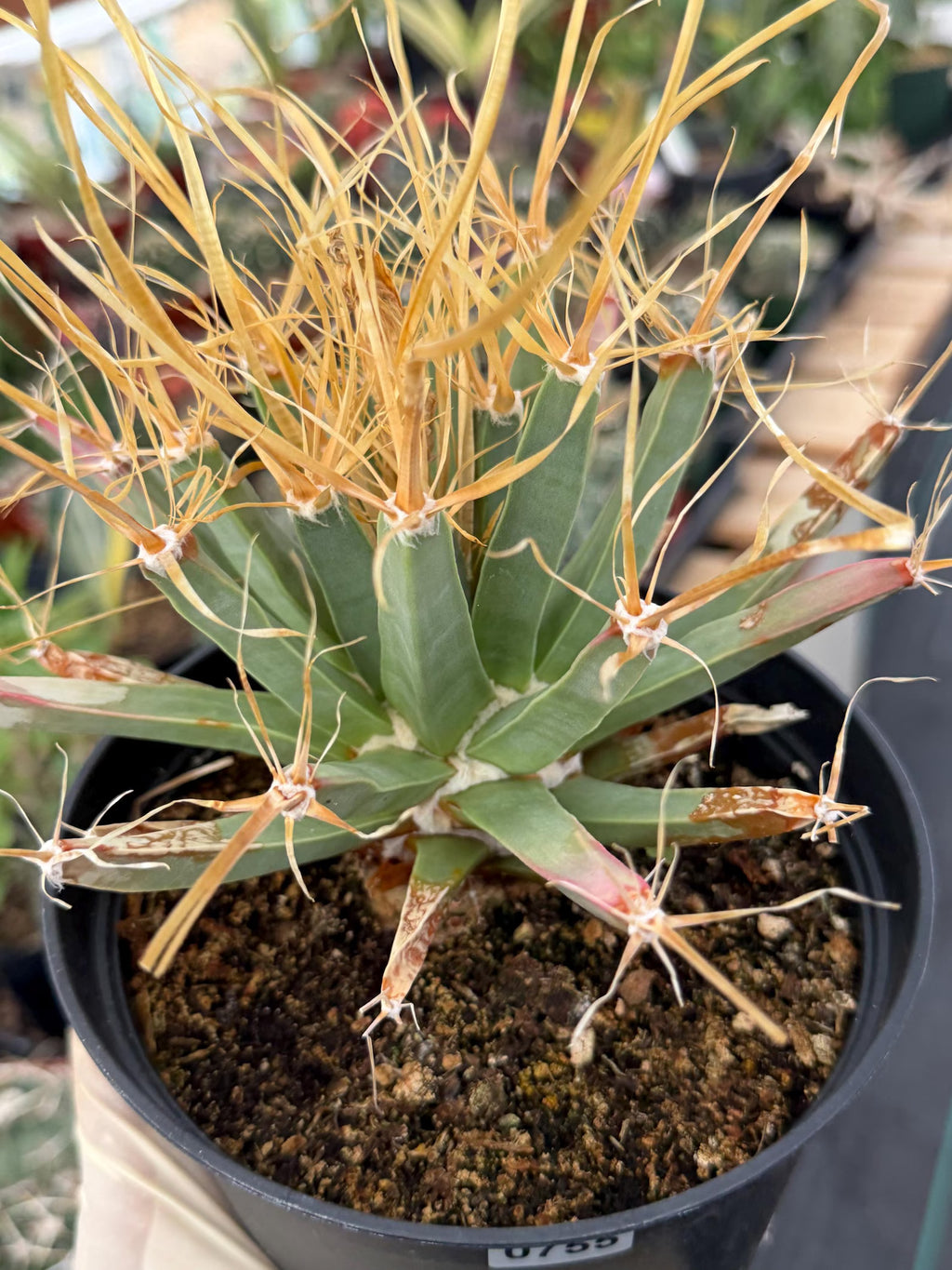 Leuchtenbergia Principis Seed Grown Rare Cactus #755