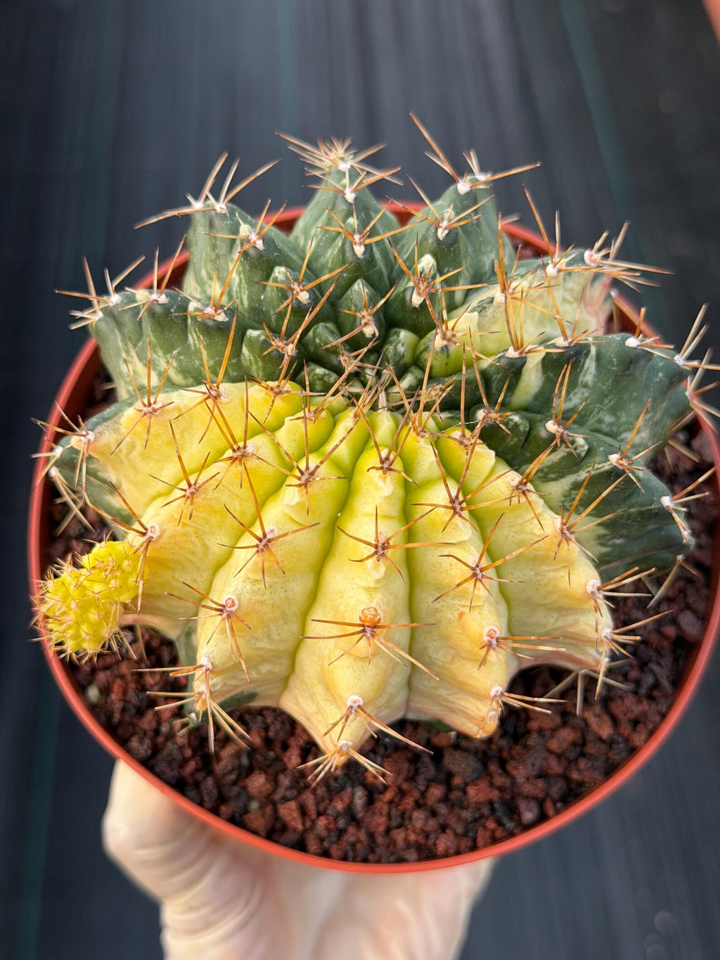 Variegated Gymnocalycium Mihanovichii Live Cactus #753