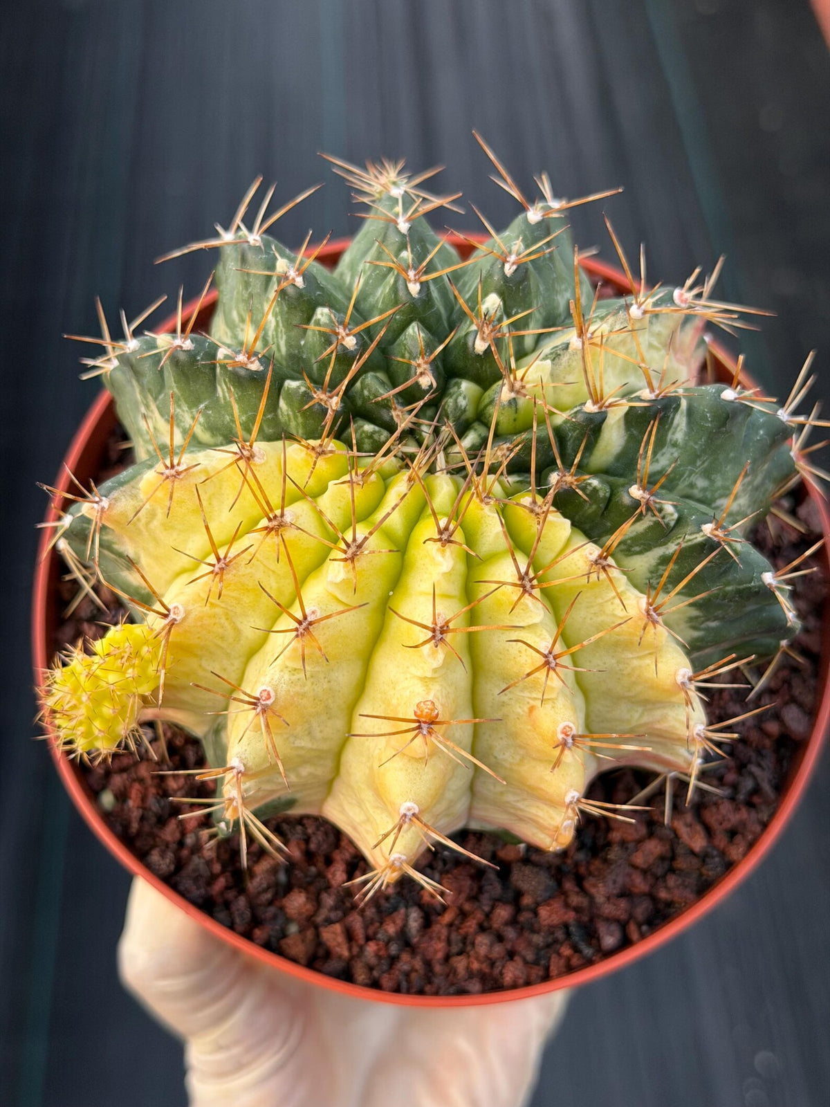 Variegated Gymnocalycium Mihanovichii Live Cactus #753