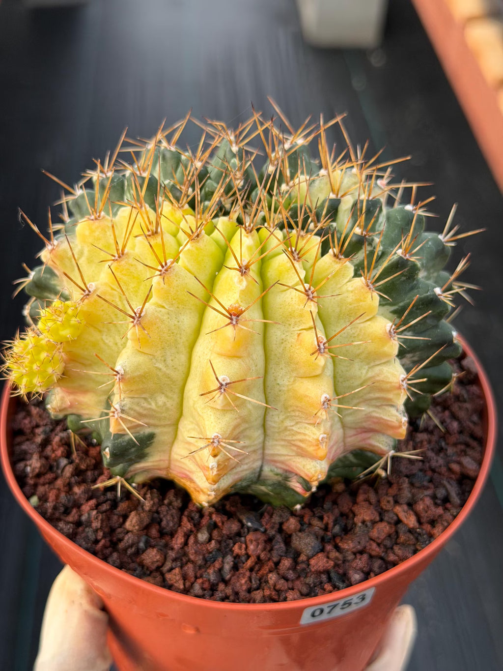 Variegated Gymnocalycium Mihanovichii Live Cactus #753