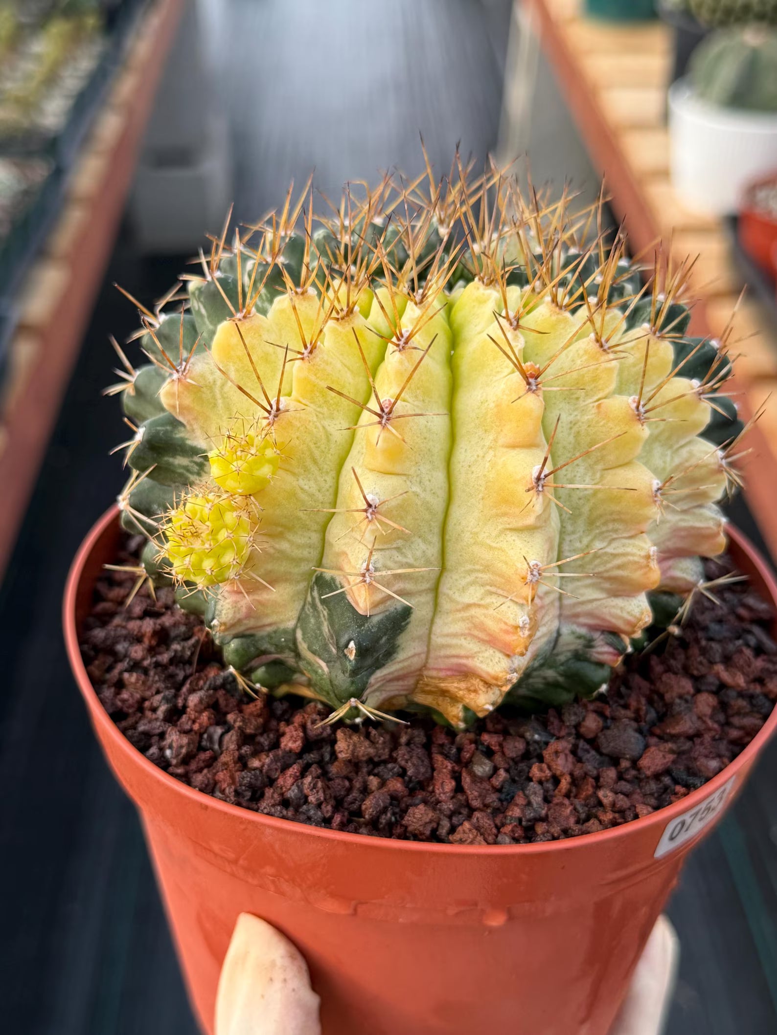 Variegated Gymnocalycium Mihanovichii Live Cactus #753