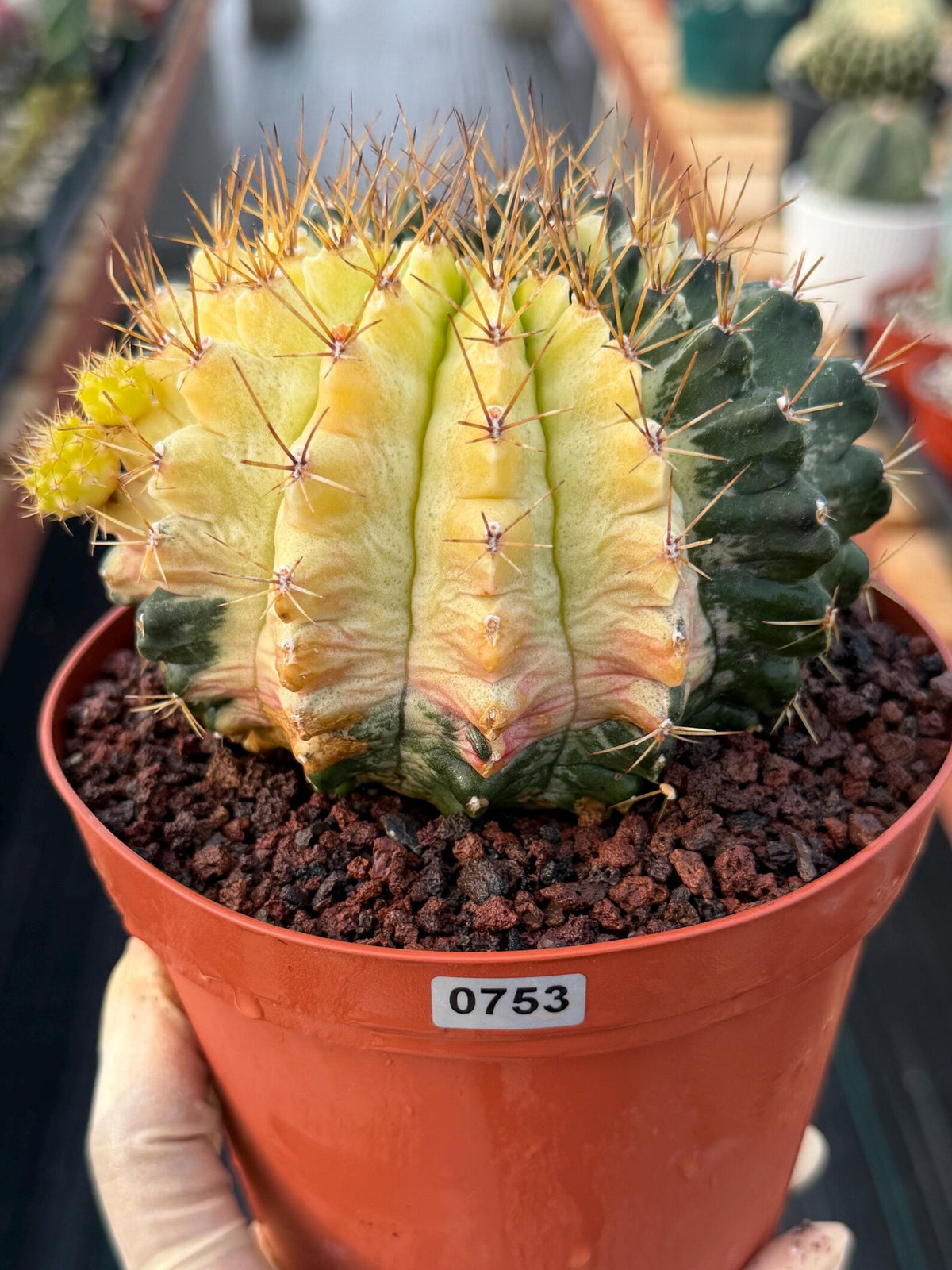 Variegated Gymnocalycium Mihanovichii Live Cactus #753