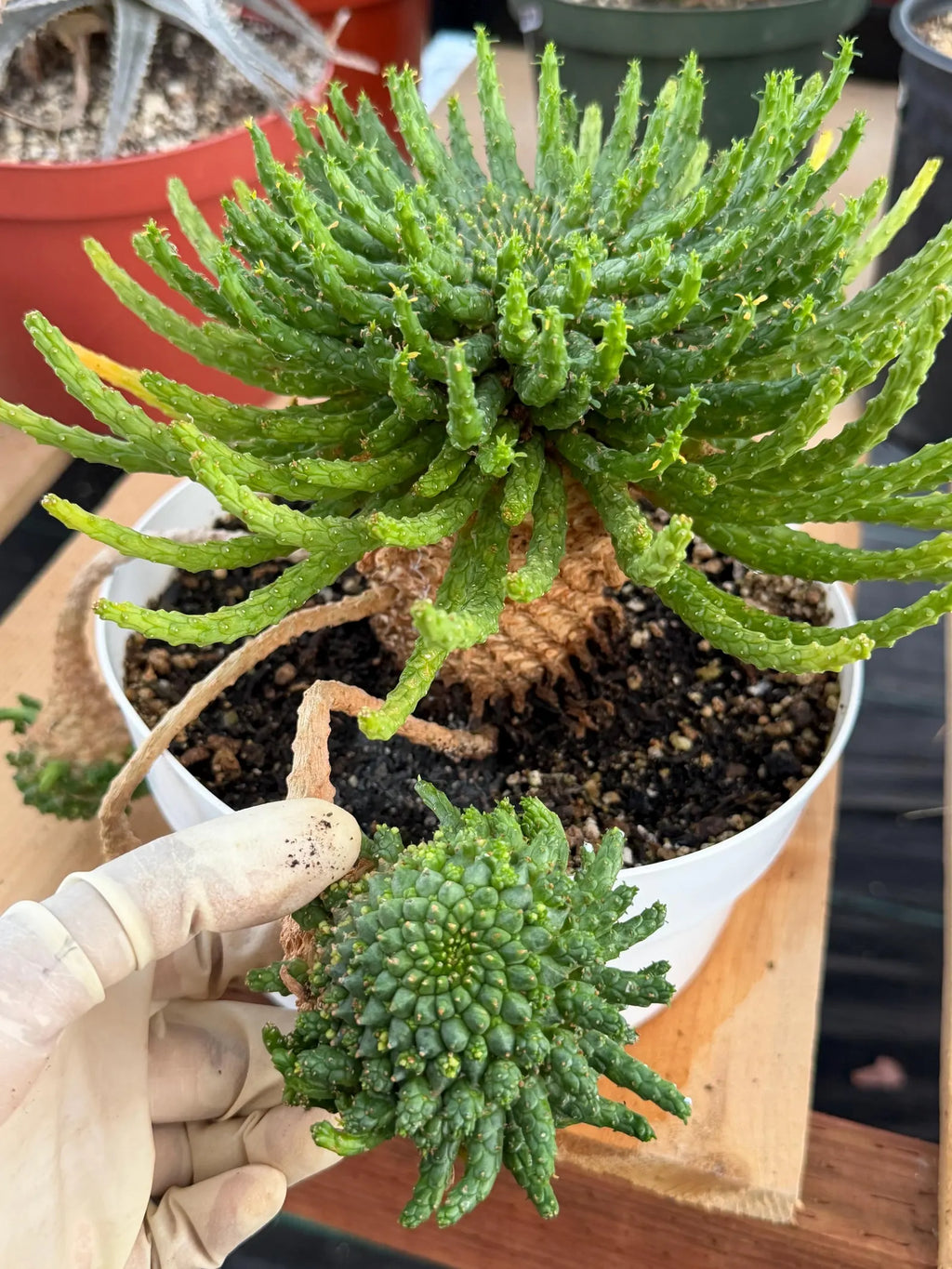 Euphorbia Medusa with Pups Rare Caudex Succulent #925