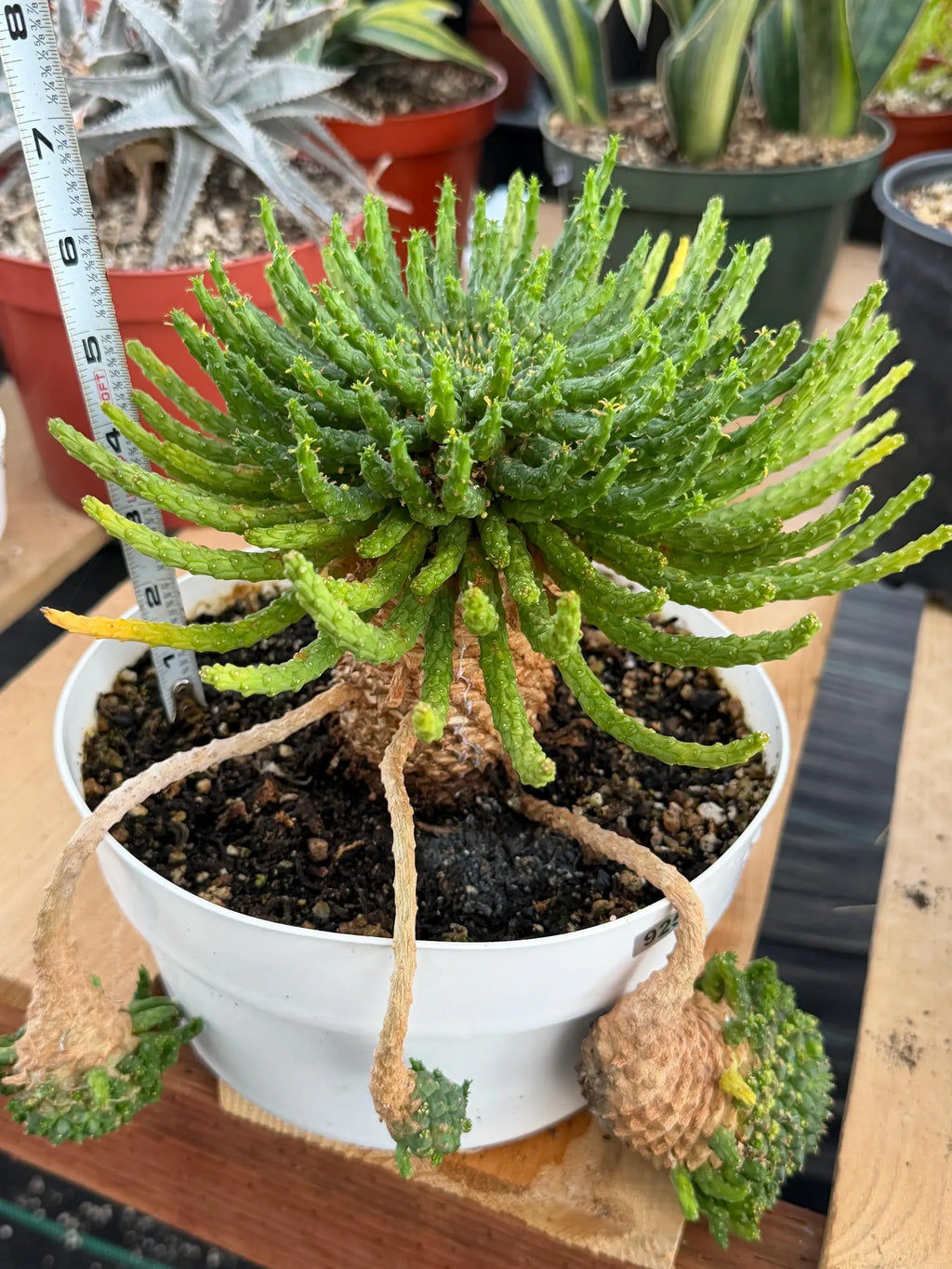Euphorbia Medusa with Pups Rare Caudex Succulent #925